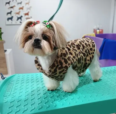 Salon Pielęgnacji Psów Podaj Łapę